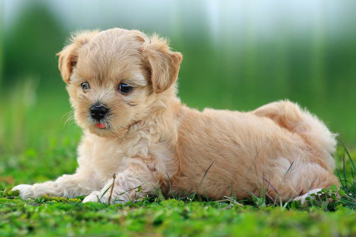 Dogs Learn Away From Daily Distractions