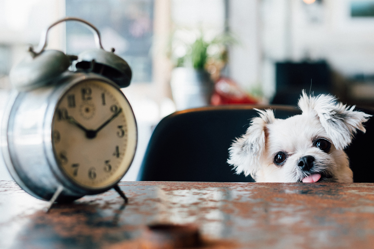 Get Your Dog to Come