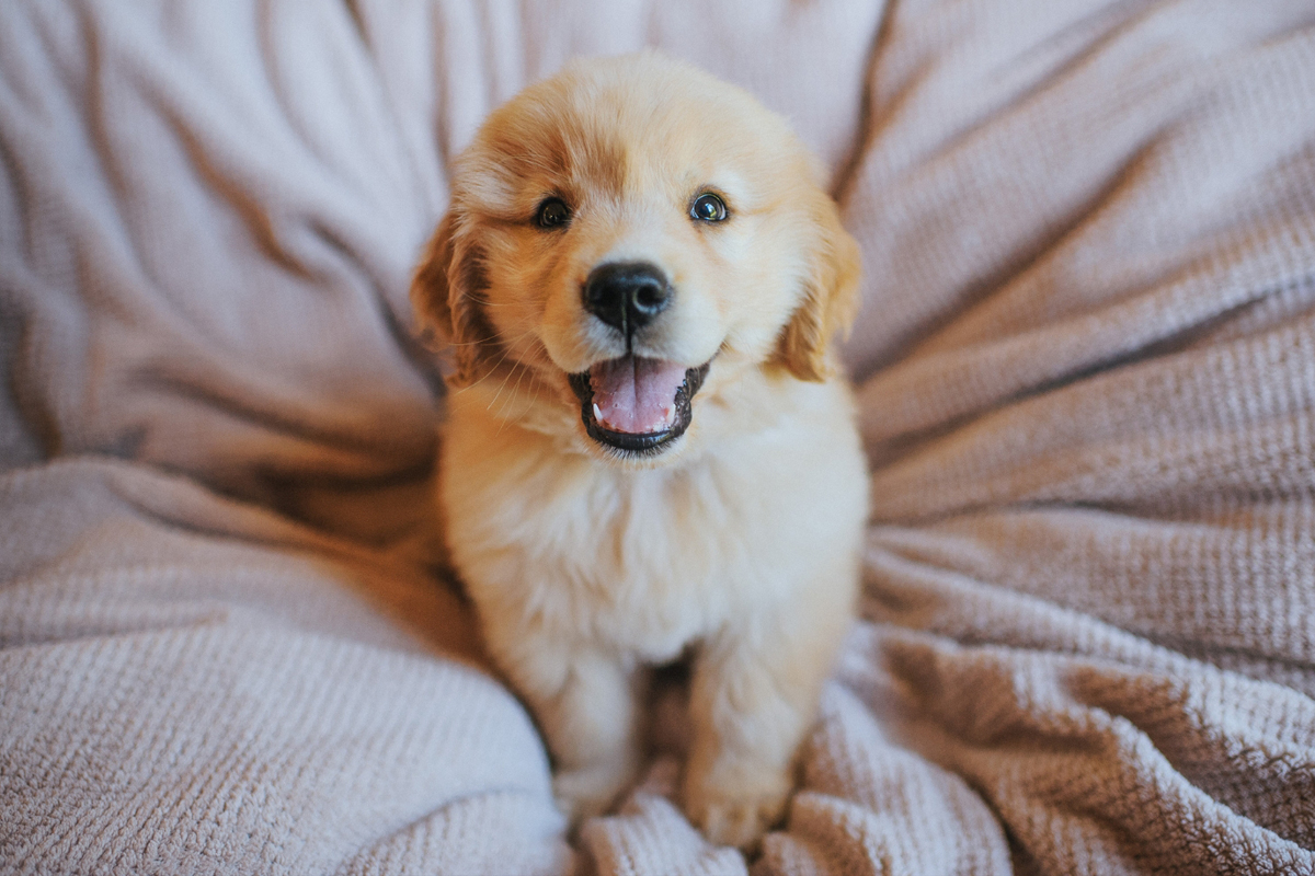 In-Home Dog Training