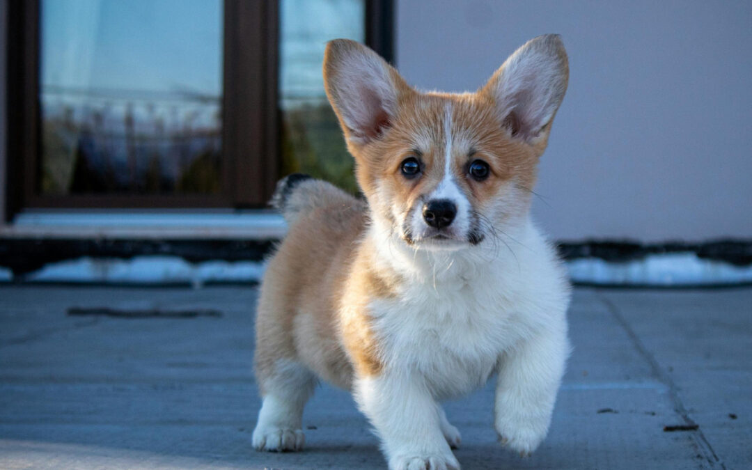 Board-and-Train Too Much for My Dog