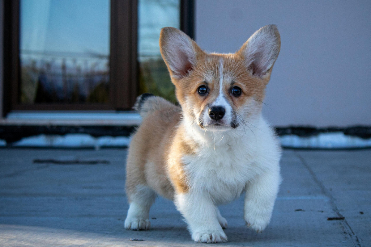Board-and-Train Too Much for My Dog