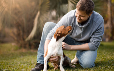 How Owners Stay Involved During a Board-and-Train Program