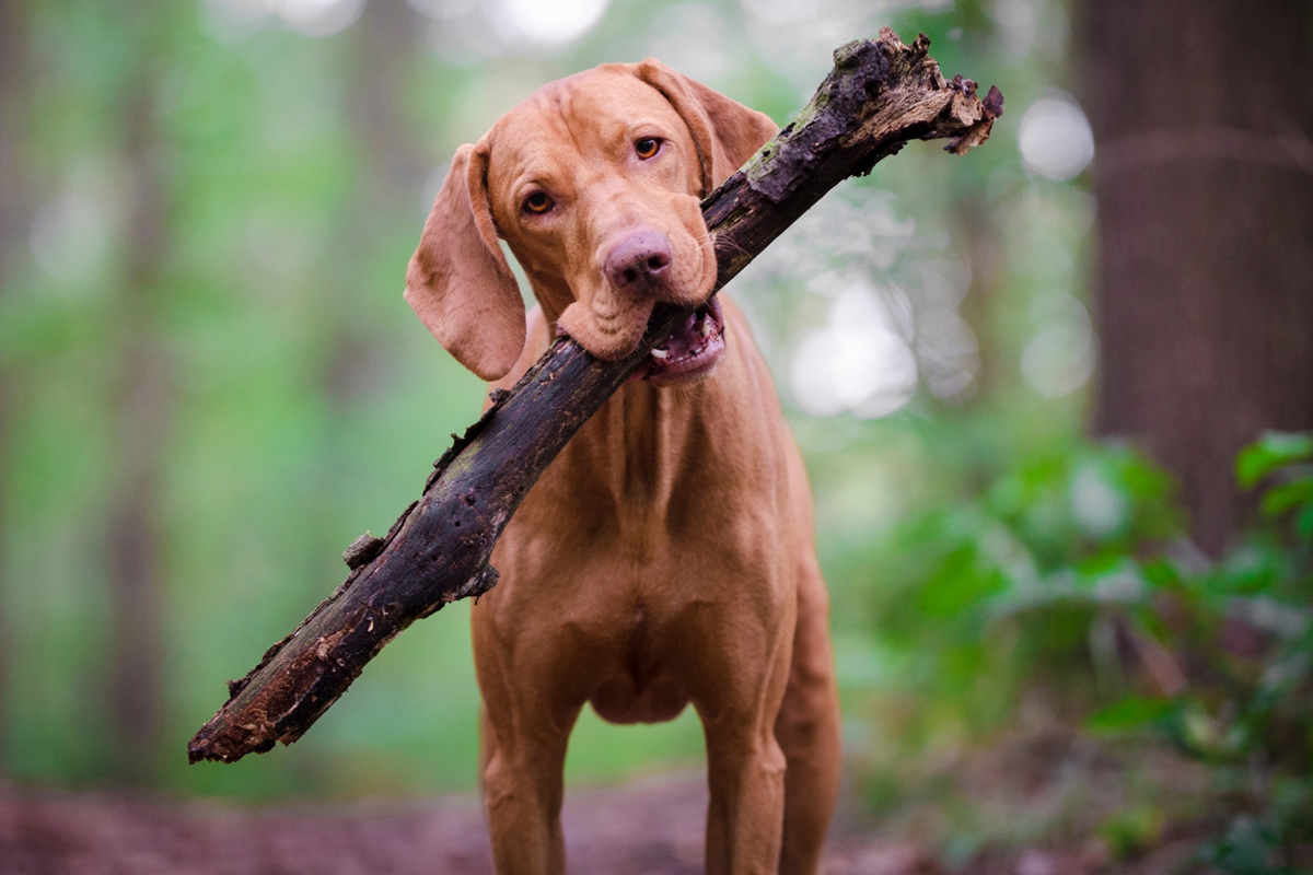 Owners Hesitate About Board-and-Train