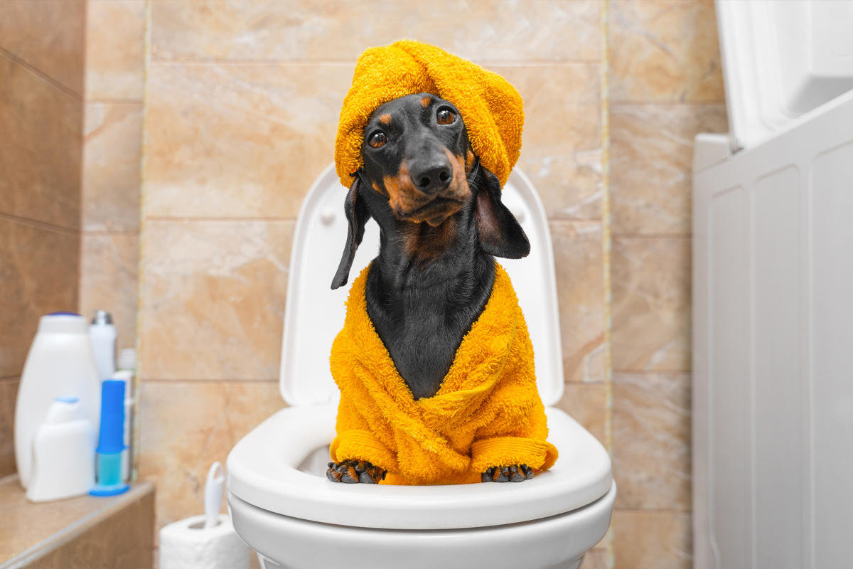 Puppy Potty Training