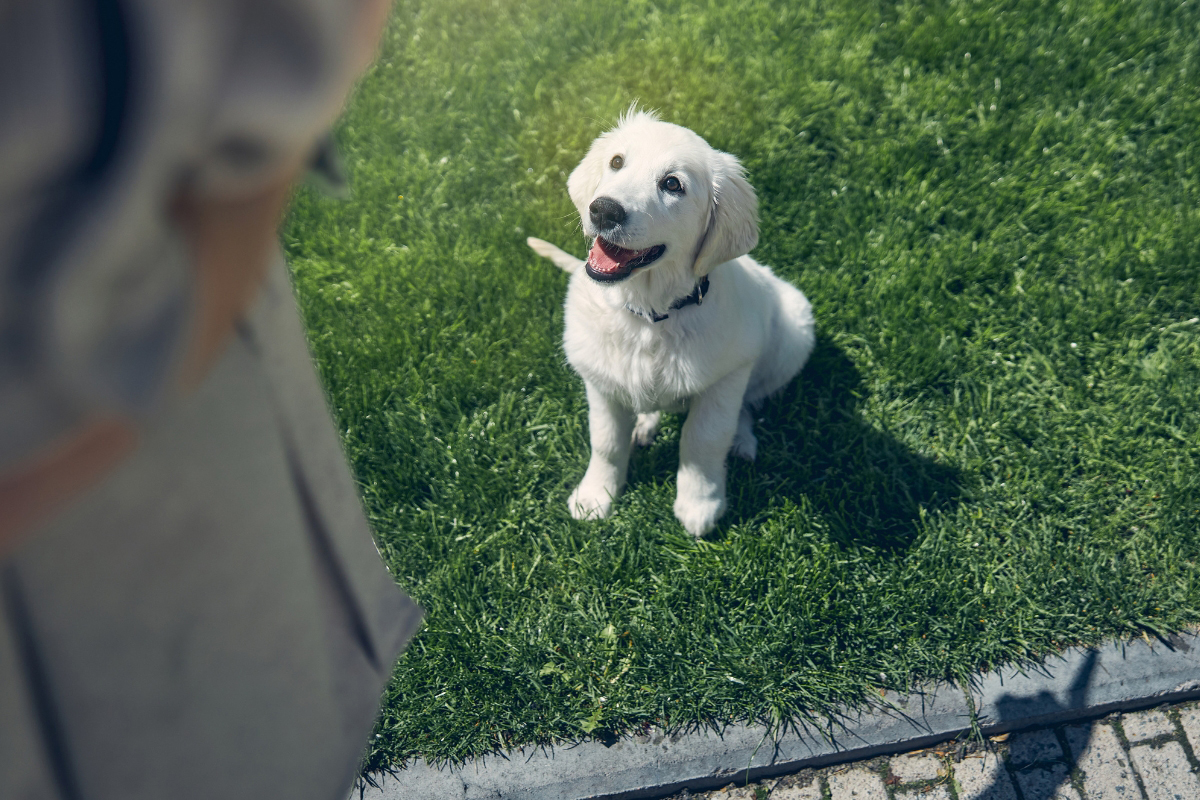 Real-World Dog Obedience Training