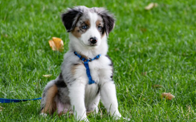 Choosing the Right Training Program for Your Dog’s Needs