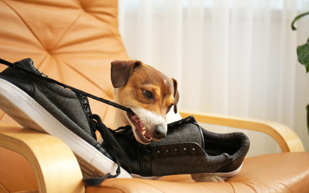 Short Weekly Sessions Often Fail With Behavioral Dogs