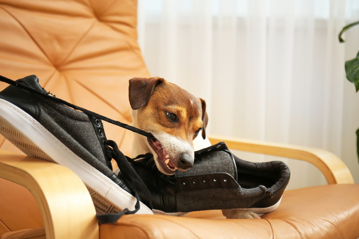 Short Weekly Sessions Often Fail With Behavioral Dogs