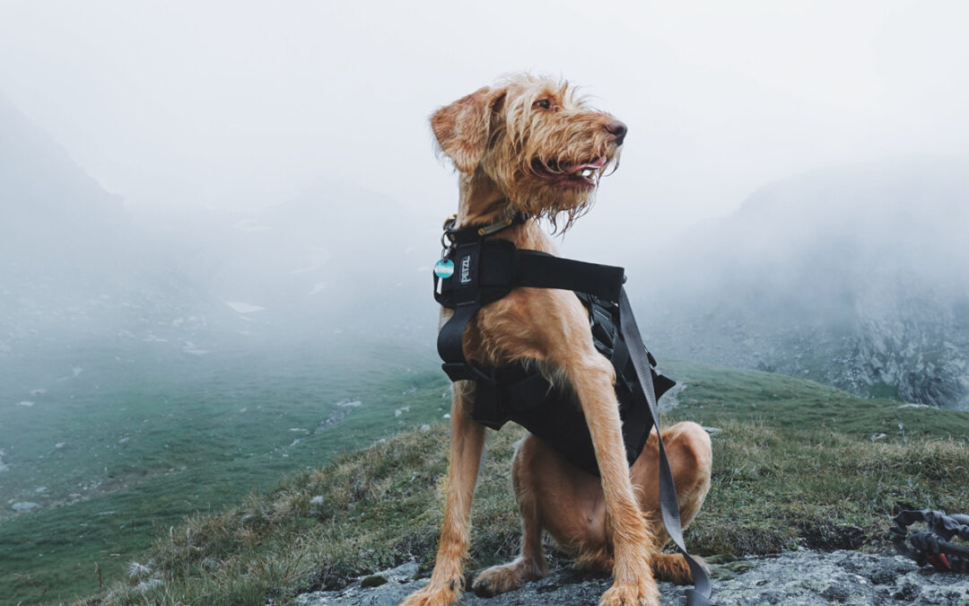 Teaching Your Dog to Stay Calm