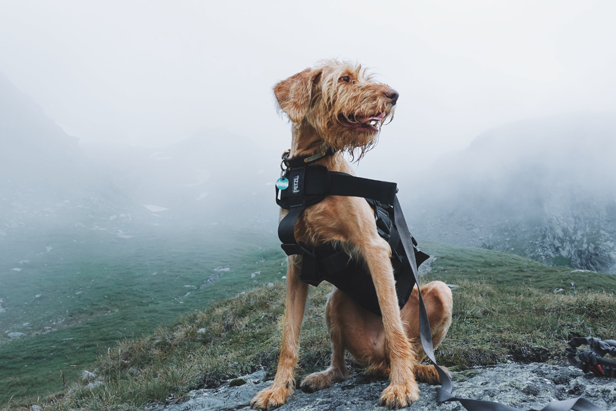 Teaching Your Dog to Stay Calm