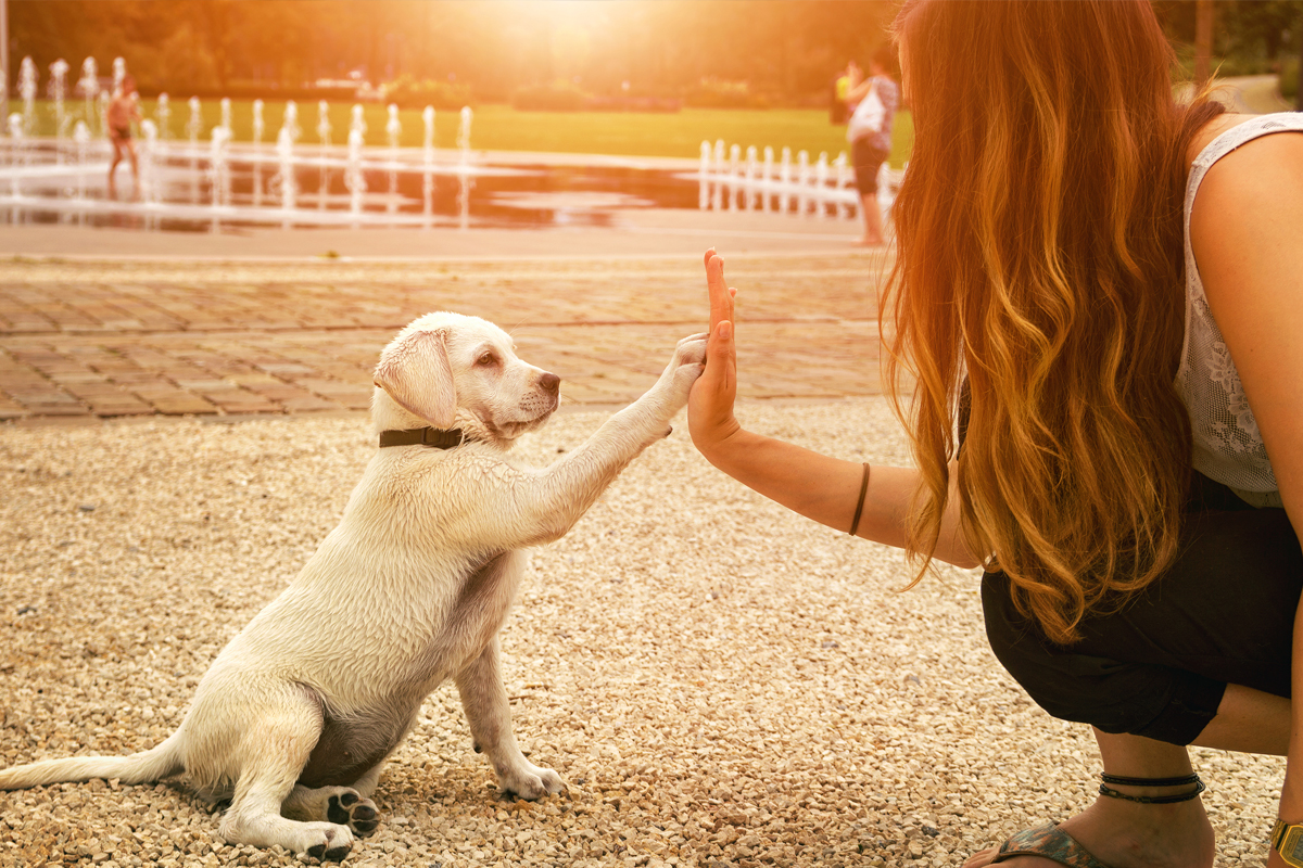 Train a Dog That Listens Off-Leash
