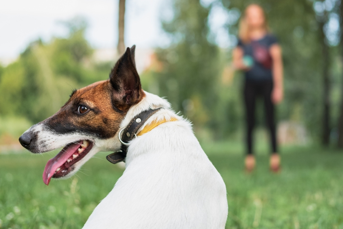 Training Sessions Short, Frequent, and Fun