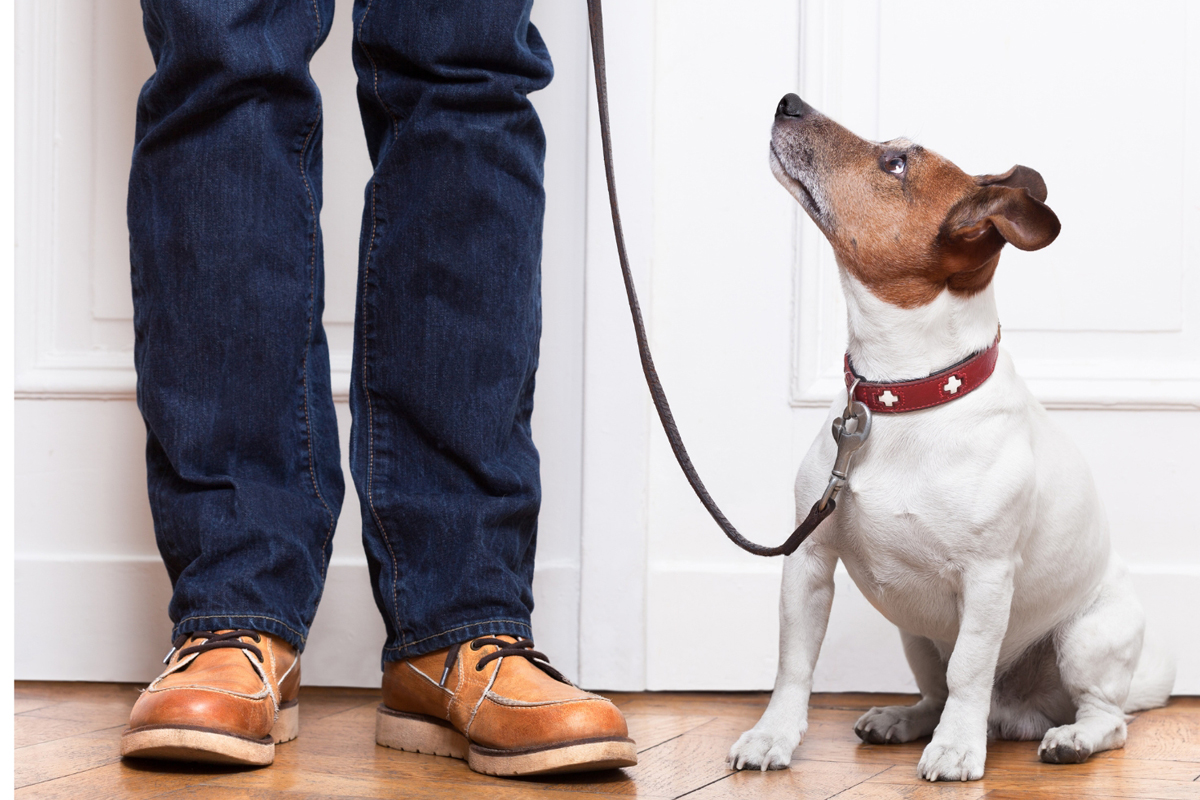 Who Board-and-Train Is Best For