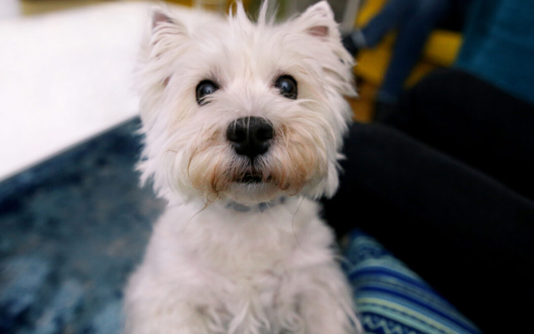 Training Starts With the Owner