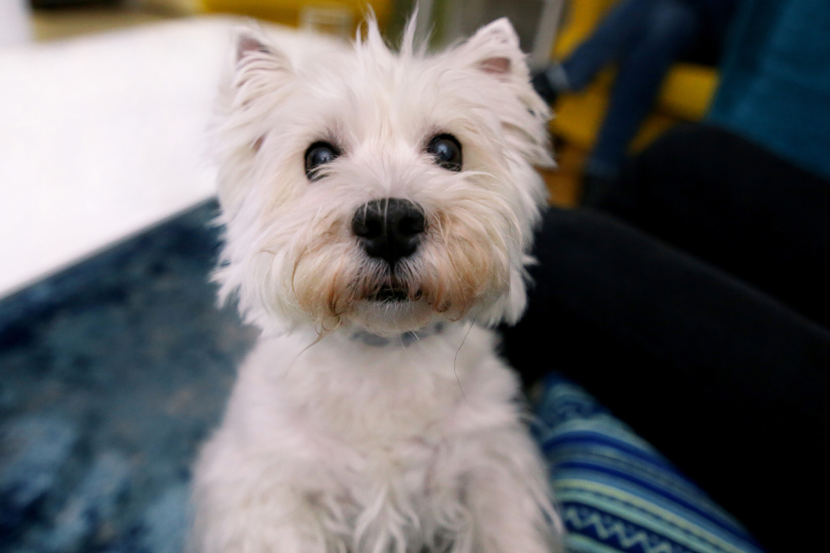 Training Starts With the Owner