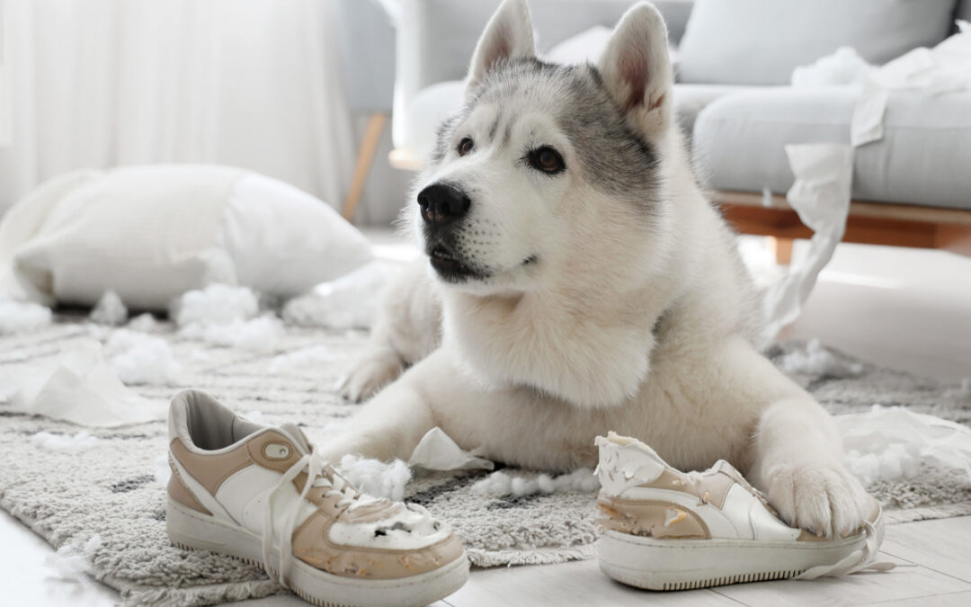 Serious Behavior Issues