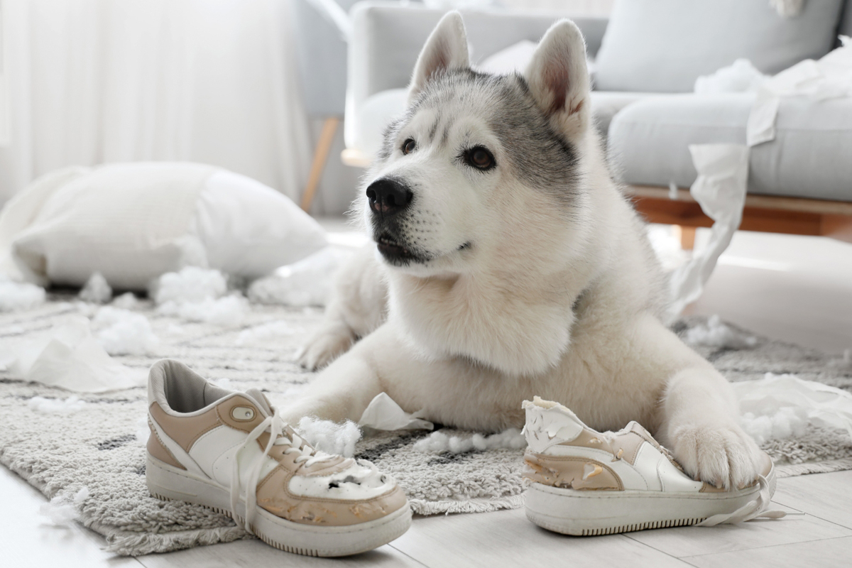 Serious Behavior Issues