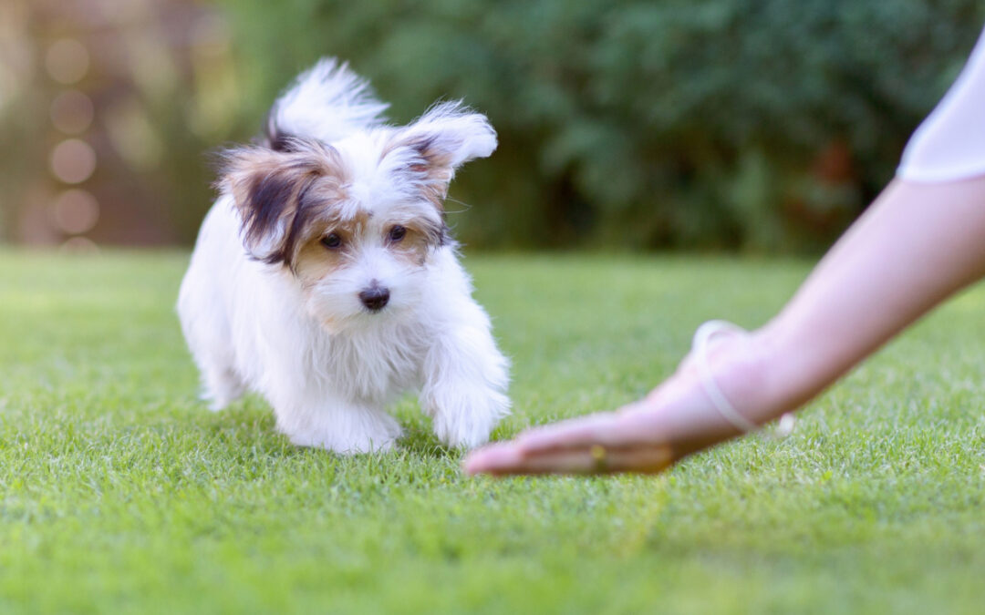 What Board-and-Train Actually Teaches and What Owners Must Maintain