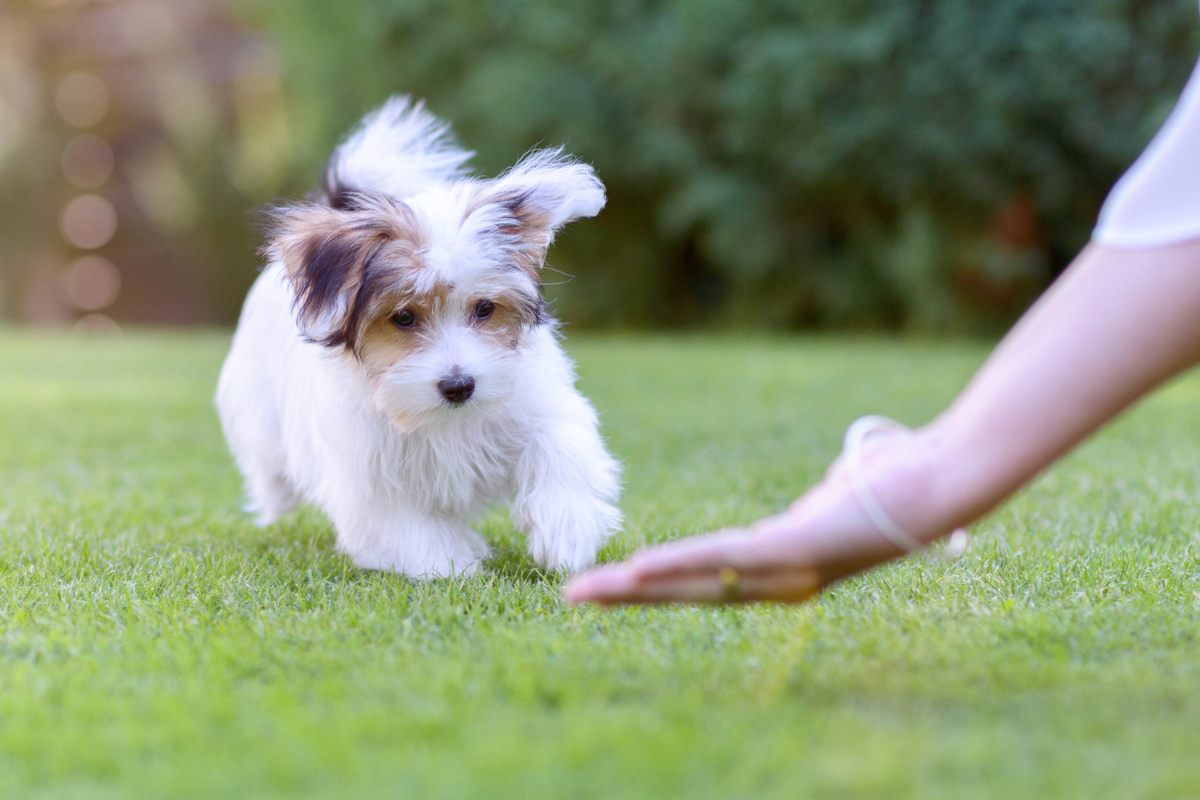 Board-and-Train Actually Teaches