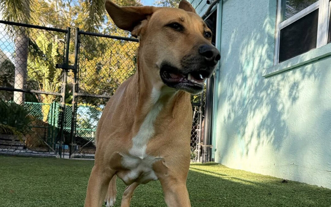 How Board-and-Train Creates Momentum Faster