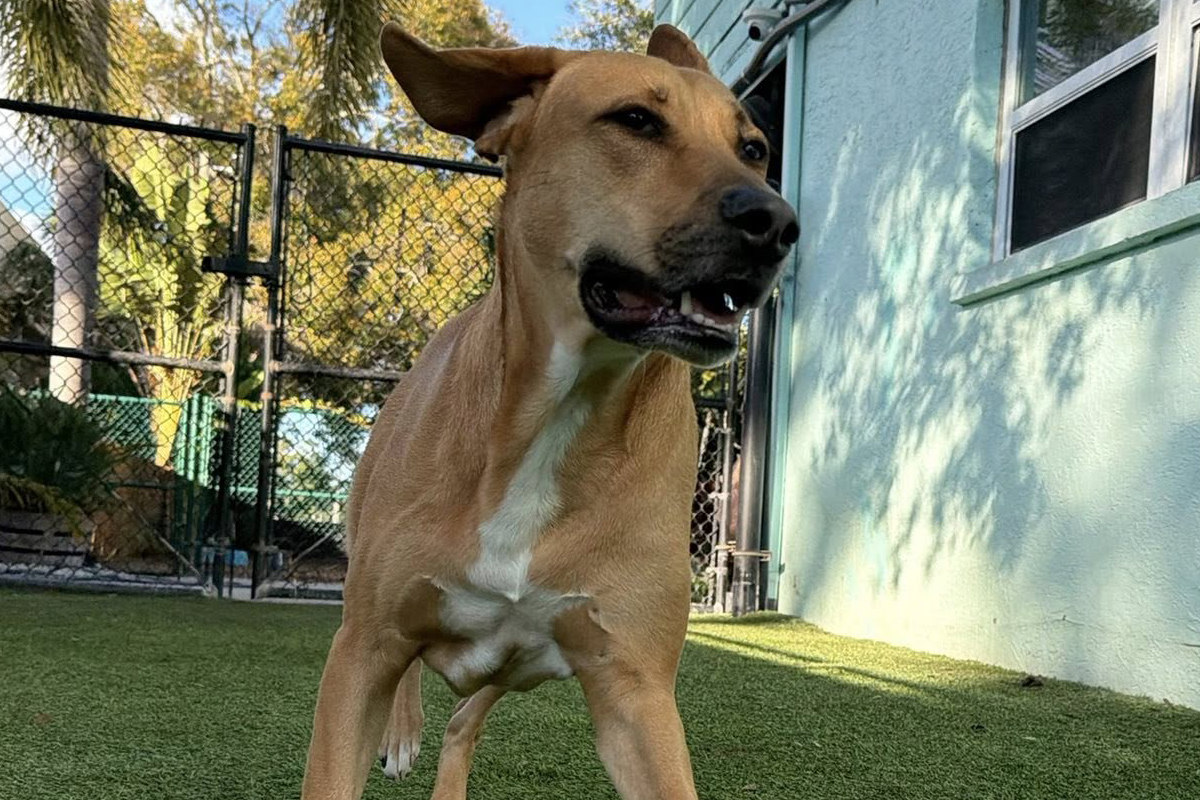 Board-and-Train Creates Momentum