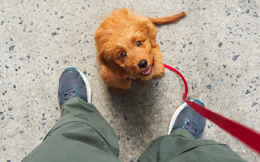 Board-and-Train Sets Dogs