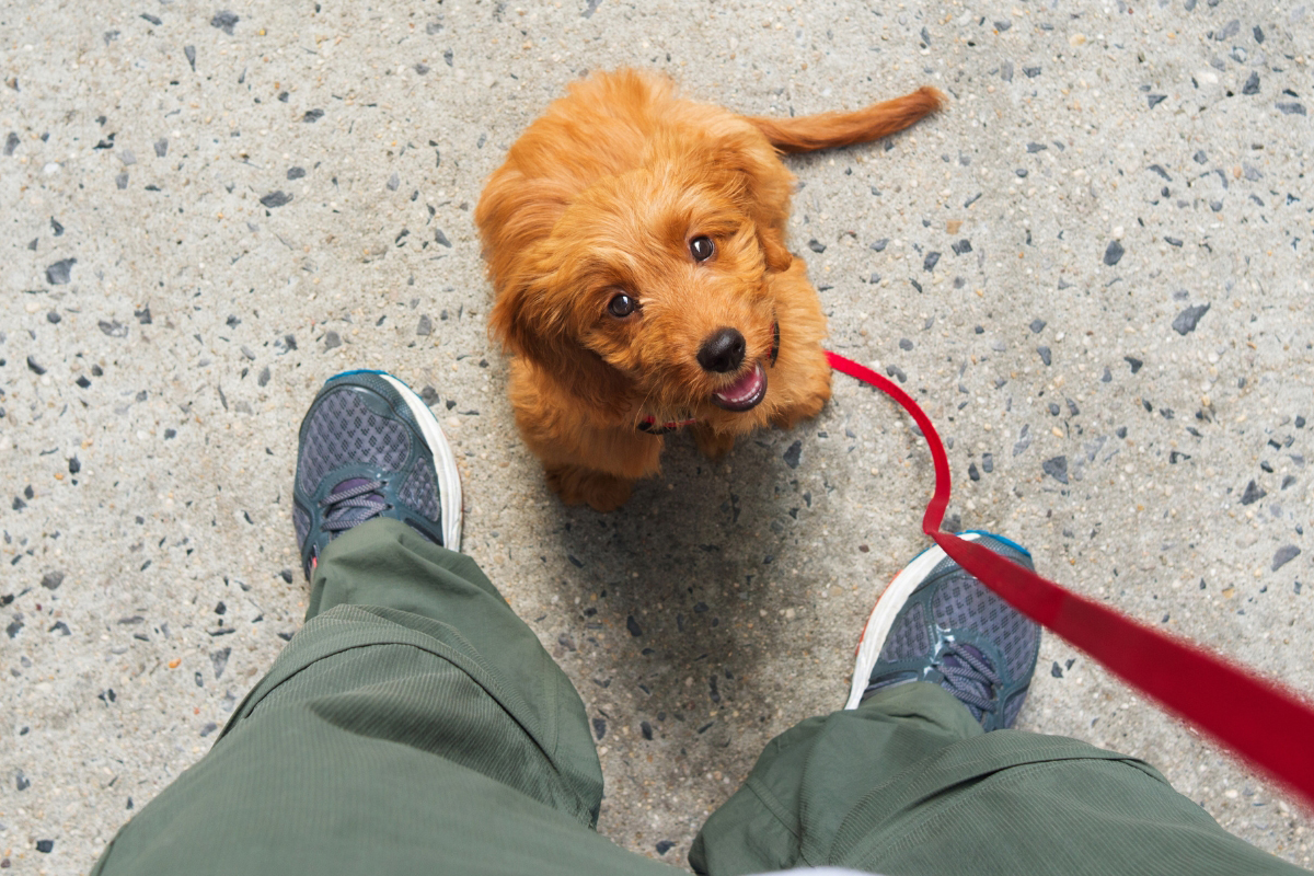 Board-and-Train Sets Dogs