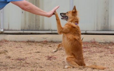 Why We Focus on Board-and-Train Instead of In-Home Dog Training