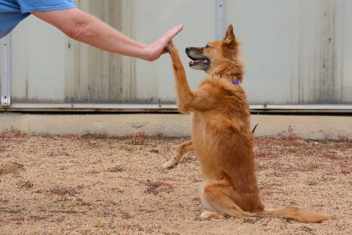 Board-and-Train Instead of In-Home Dog Training