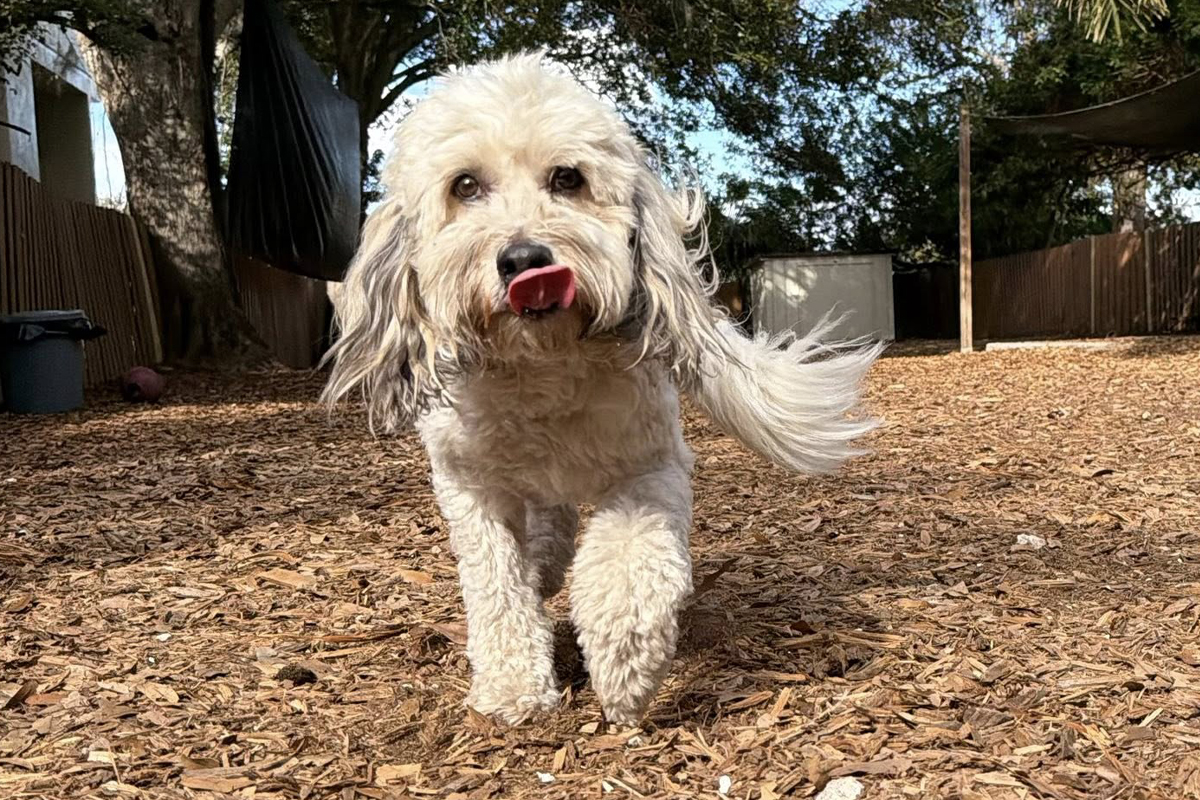 Clear Expectations Change Dog Behavior