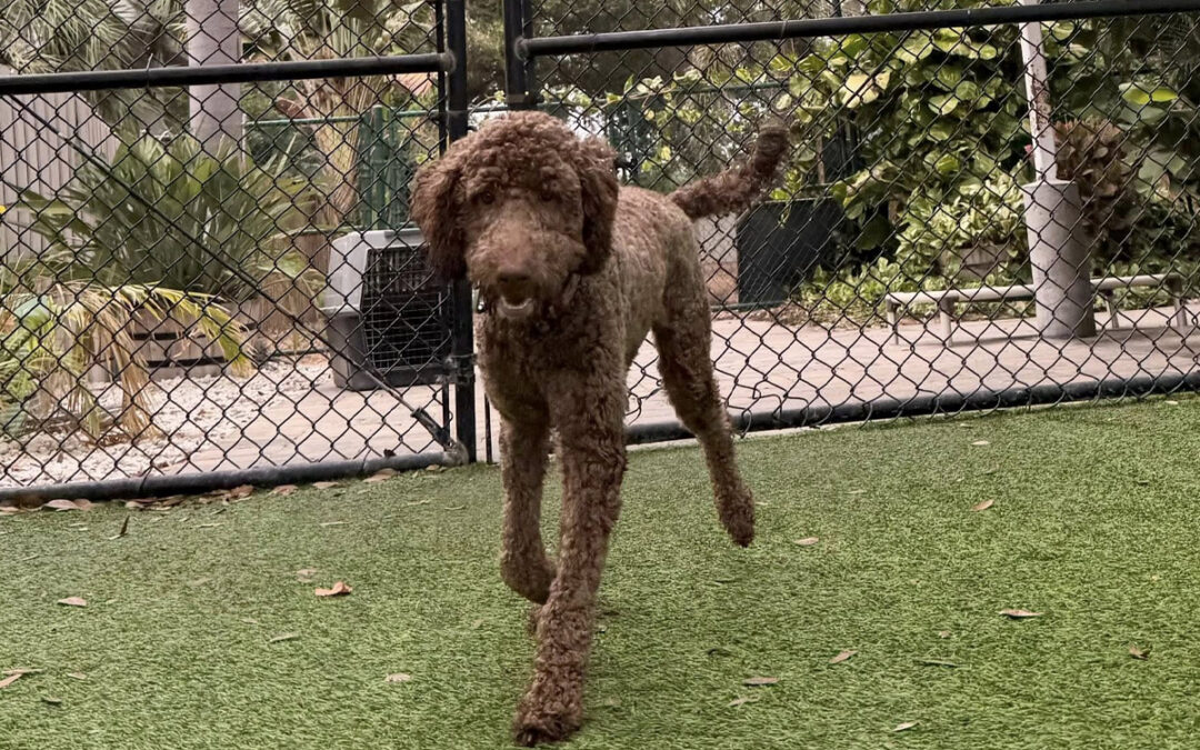 The Advantage of Consistent Daily Reinforcement