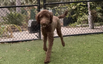 The Advantage of Consistent Daily Reinforcement