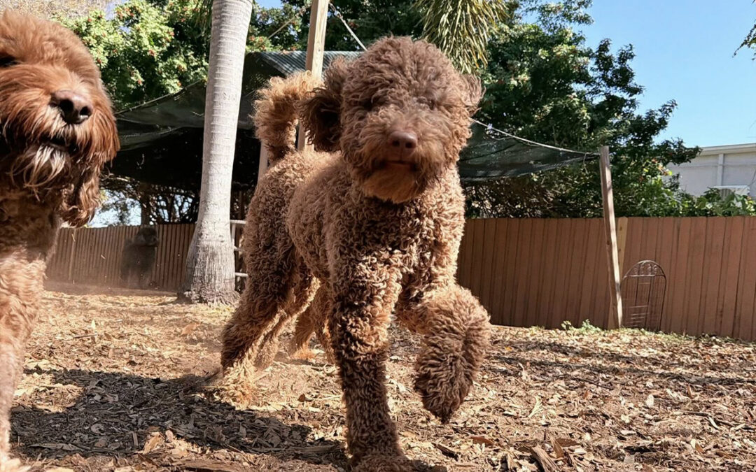 Dog Needs Professional Training