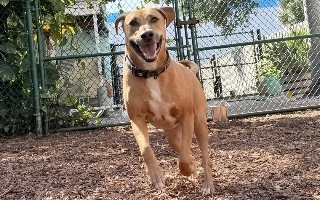 dog owners wrong obedience training