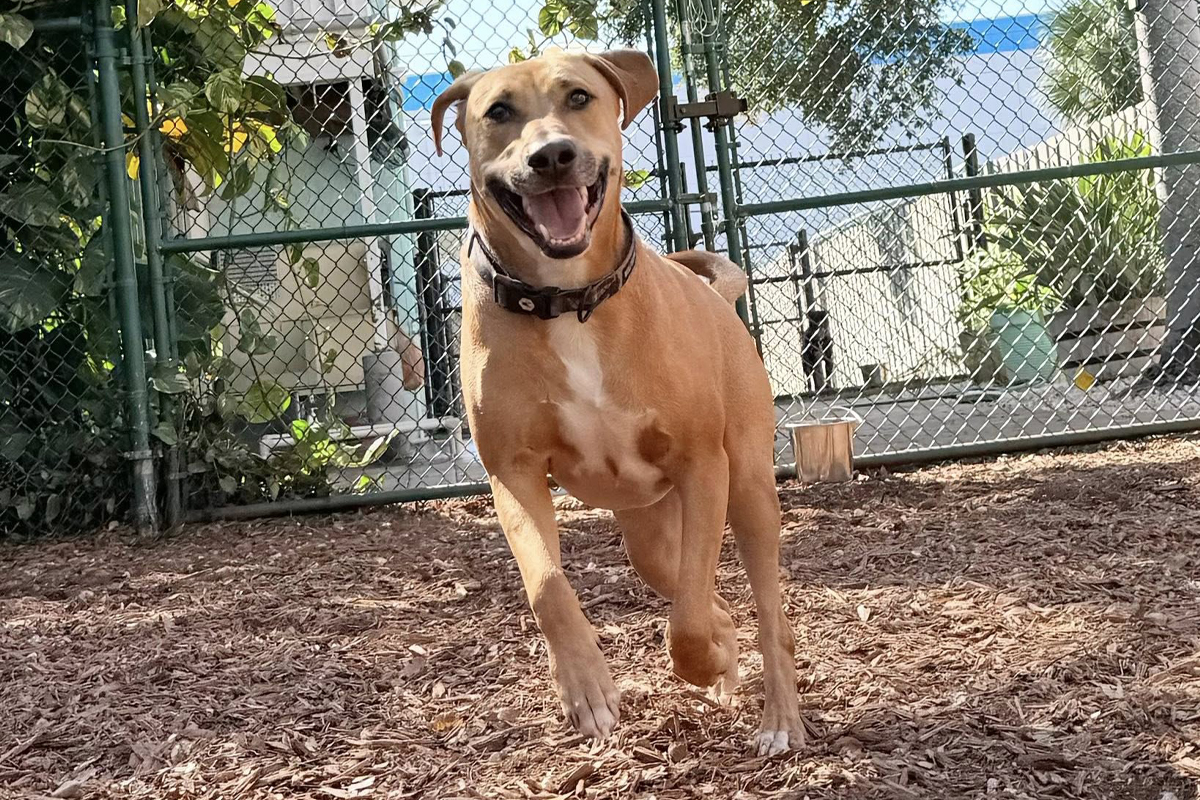 dog owners wrong obedience training