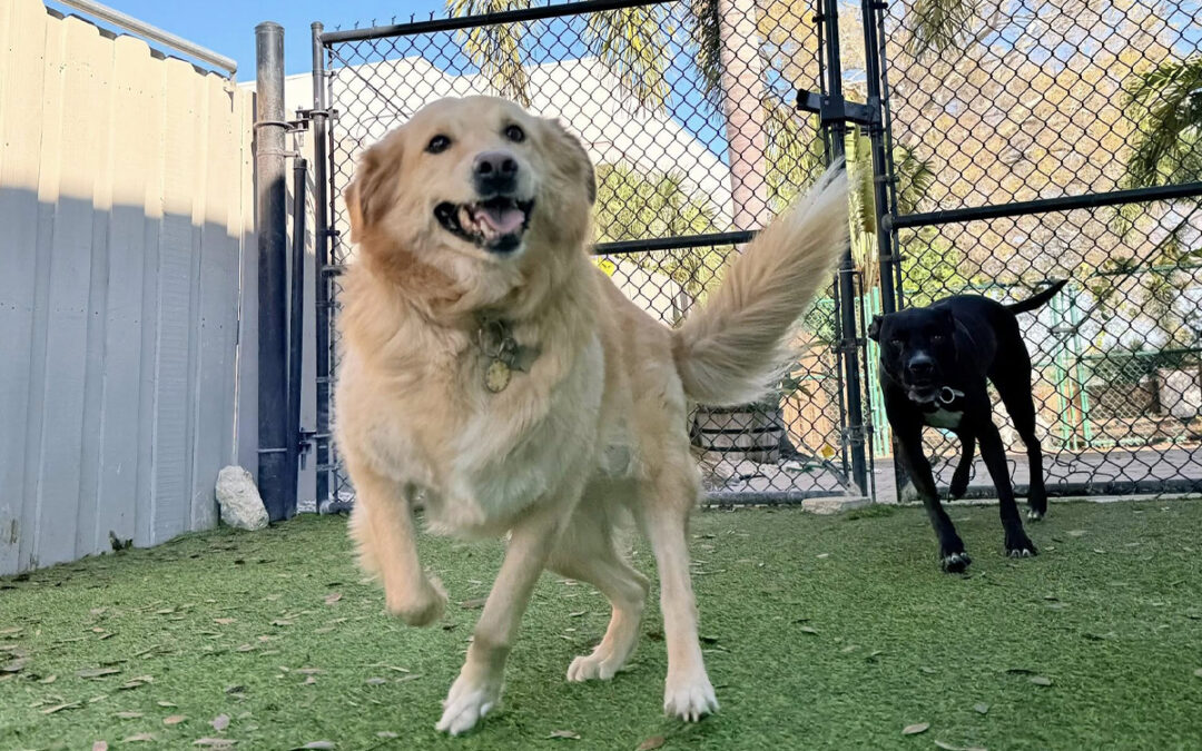 Dog’s Behavior Is Getting Worse