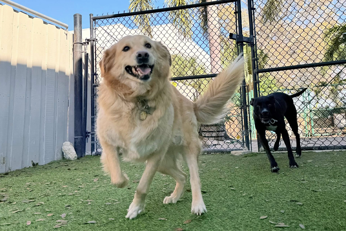 Dog&rsquo;s Behavior Is Getting Worse