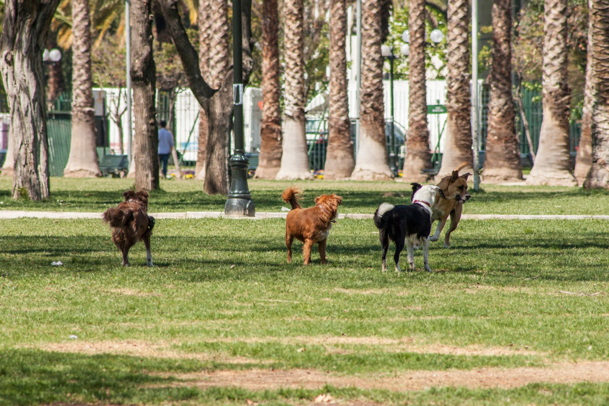 Dogs Need Distance From Home to Learn Better