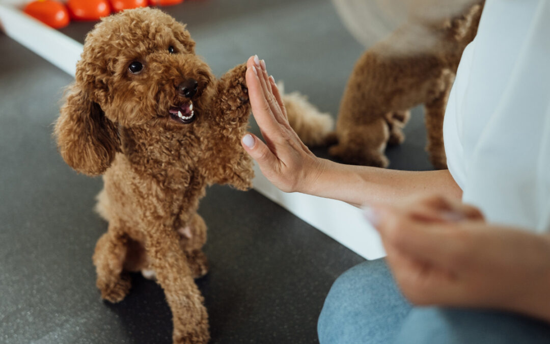 Environment Matters in Dog Training Success
