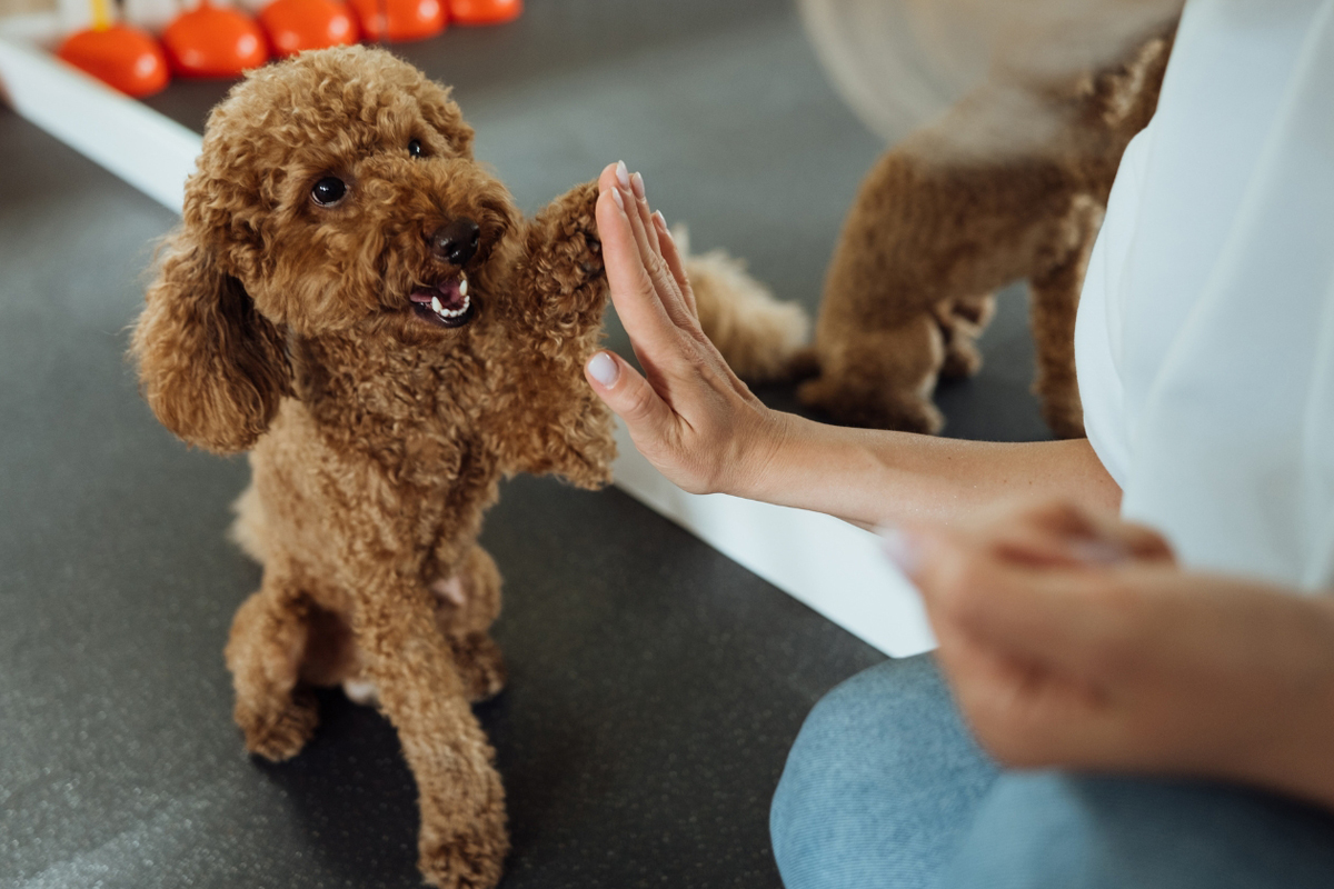 Environment Matters in Dog Training Success