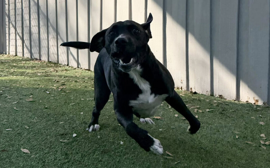 Feeling Embarrassed by Your Dog? You’re Not Alone