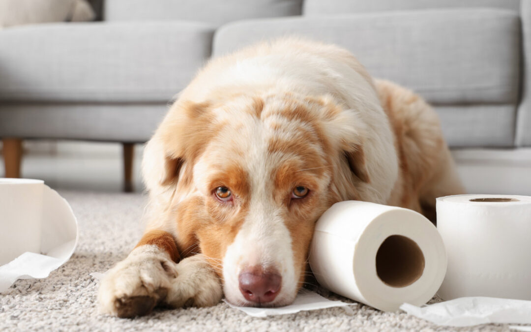 The Emotional Toll of Living With an Untrained Dog