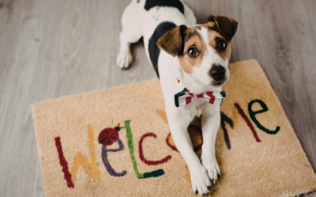 The Importance of “Place” Training for a Calm, Obedient Dog