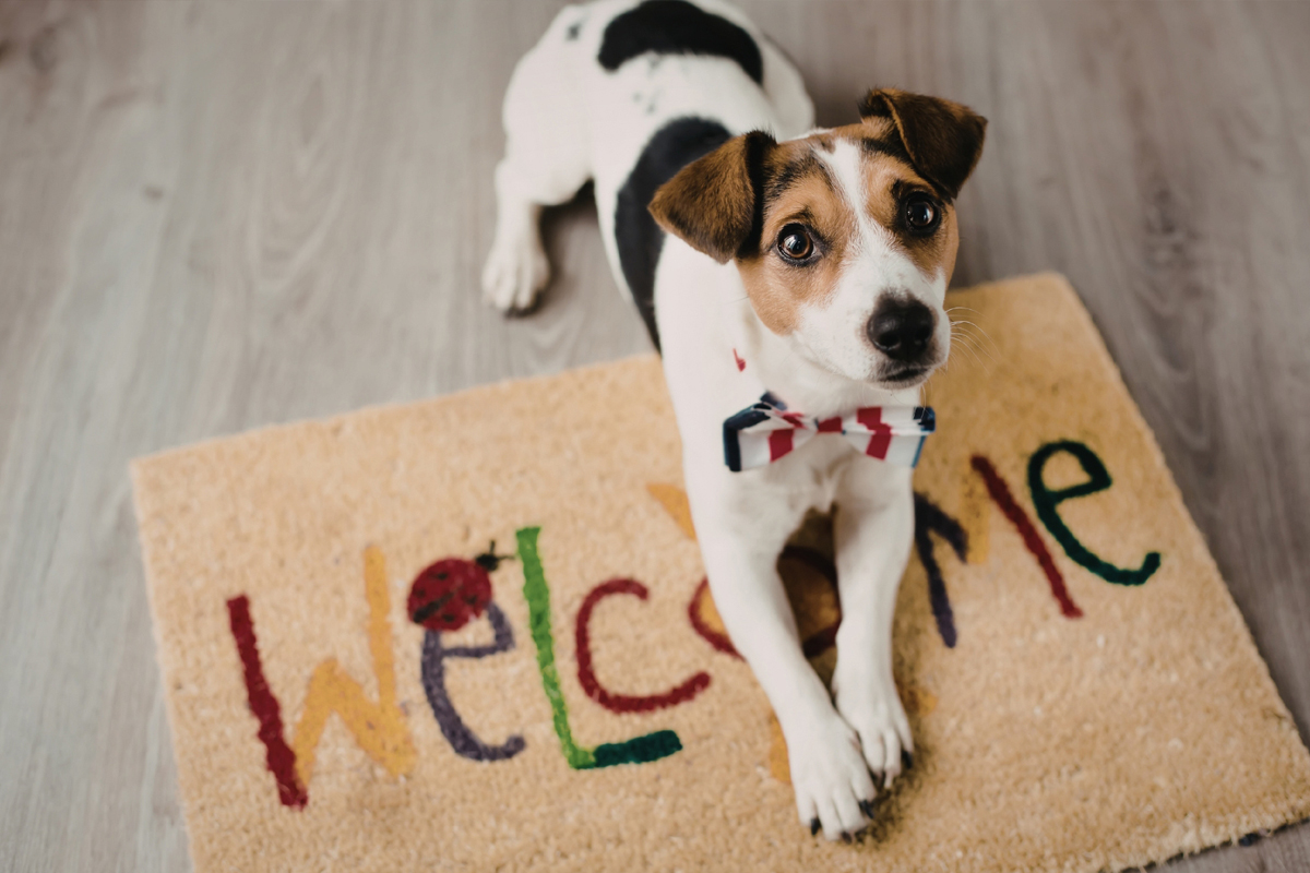 &ldquo;Place&rdquo; Training for a Calm, Obedient Dog