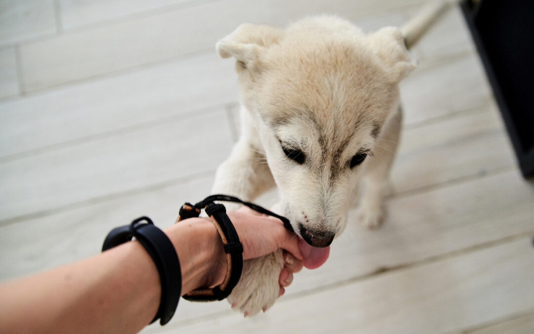 Professional Training Environments