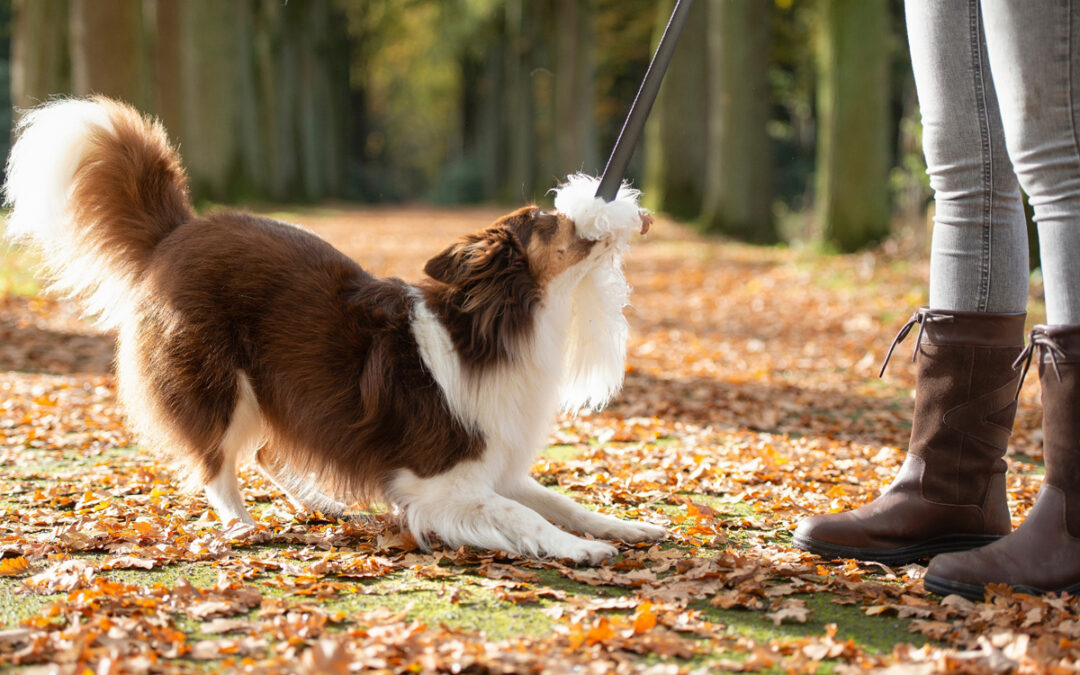 Quick Fix Training Programs