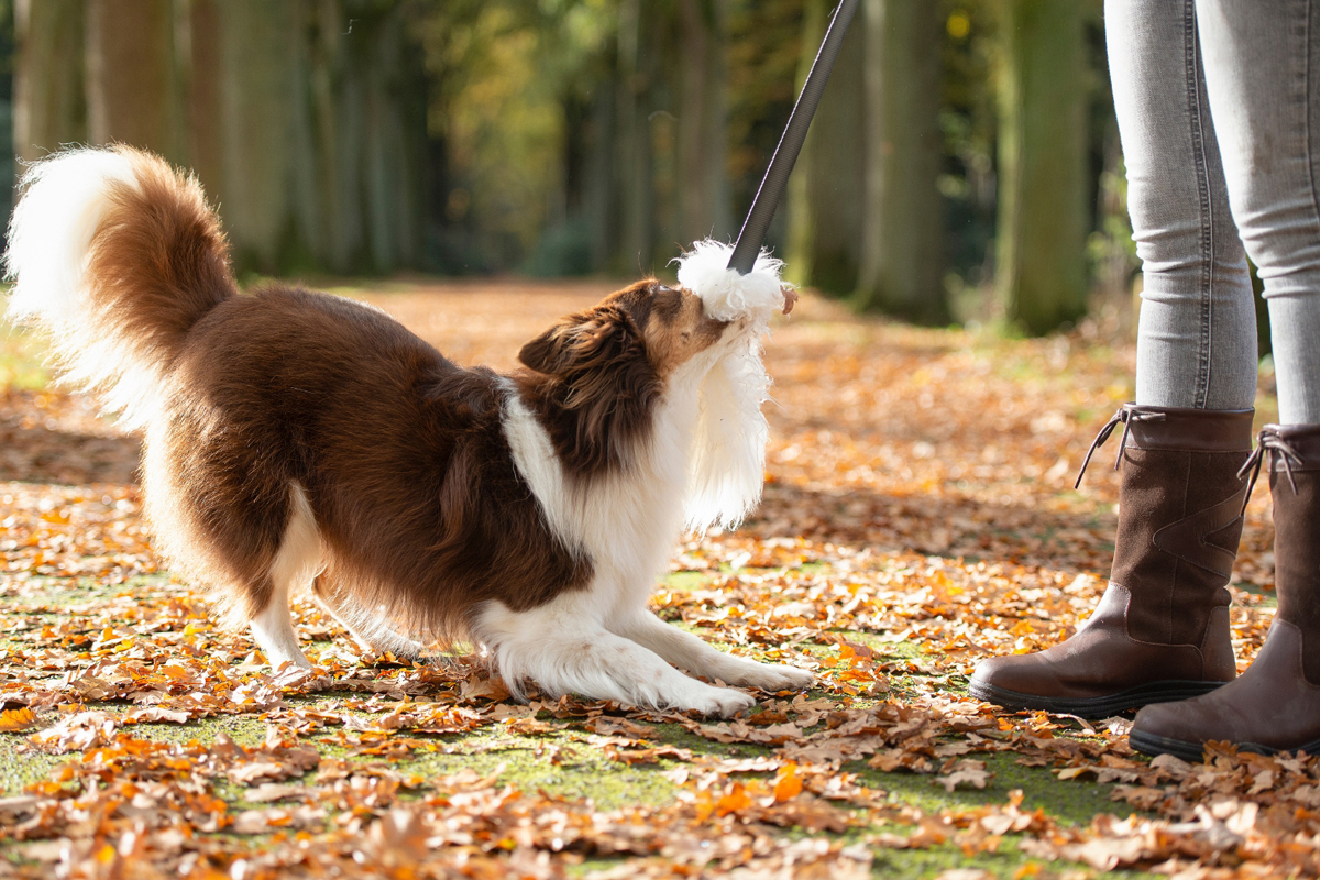 Quick Fix Training Programs