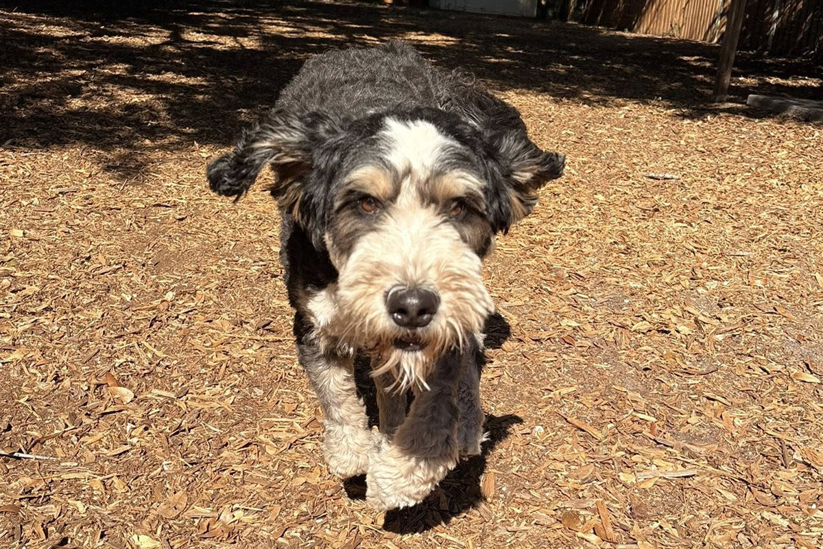 Raising a Well-Mannered Dog