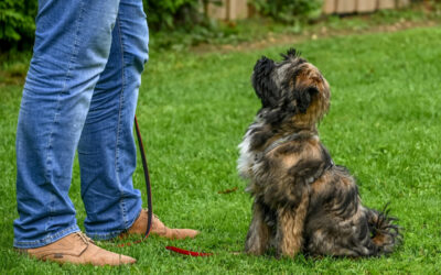 The Difference Between Teaching a Command and Proofing It