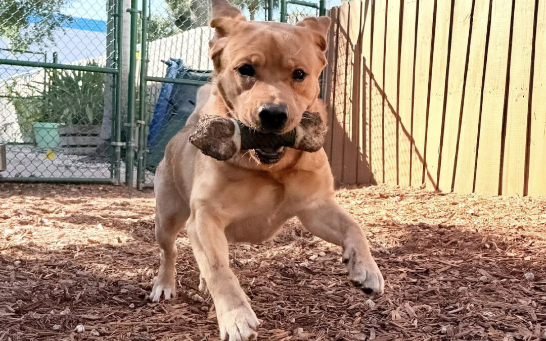 Training Becomes a Full-Time Focus